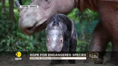 A story of hope: Rare Sumatran rhino born in Indonesia | WION Climate Tracker | World News