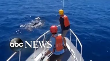 Entangled humpback whale cleared of marine debris off Maui l ABC News