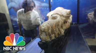 Giant Fossilized Skull Of Whale Ancestor Goes On Show