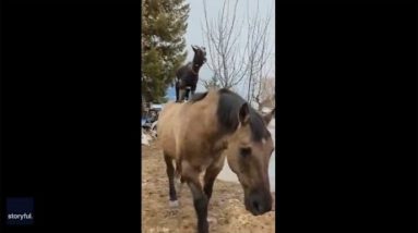 Goat hitches a ride on horse