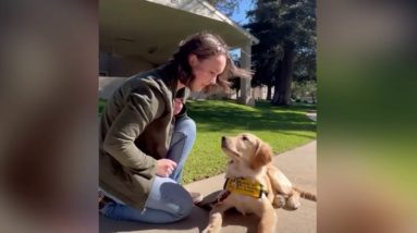 Guide dog trainee shows off discipline