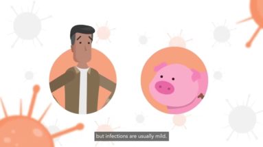 How animals can spread influenza to humans