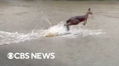 Kangaroo bounds through water amid severe flooding in New South Wales