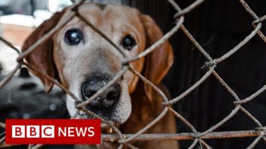 Rescuing the abandoned animals of Ukraine - BBC News