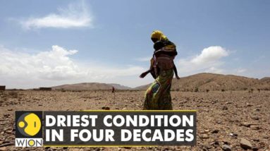 Drought crisis in the horn of Africa, 13 million people face severe hunger | WION Climate Tracker