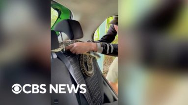 Snake catcher removes carpet python from car's headrest