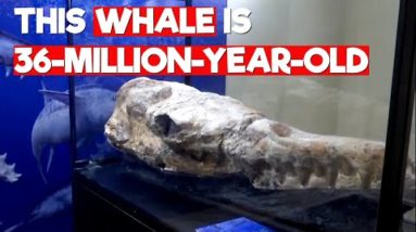 This 36 million-year-old whale inhabited Peru seas | WION Edge