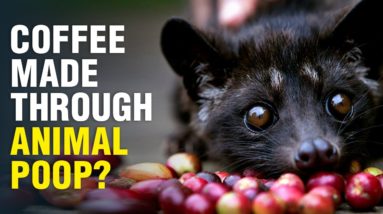 Will you drink a coffee made through animal poop? | Wion Originals