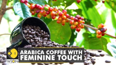 Harvesting Arabica beans for coffee, only women workers pick coffee cherries | WION