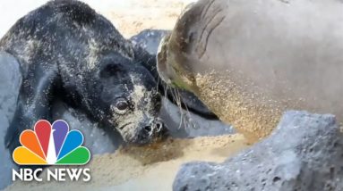 Adorable Hawaiian Monk Seal Birth Caught On Camera