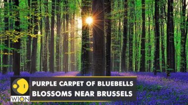 The purple magic of Bluebells returns to Belgium's enchanted forest | World News | WION