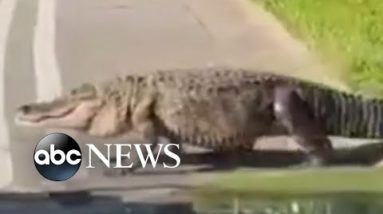 Alligator seen sauntering through Florida neighborhood