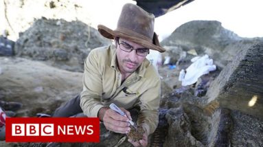 Dinosaur fossil from asteroid strike that caused extinction found, scientists claim - BBC News