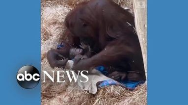 Baby orangutan born at Oregon Zoo