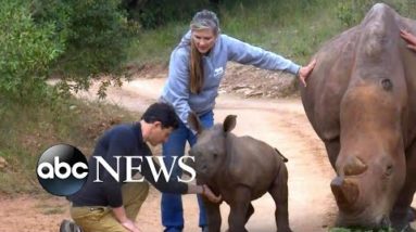 Baby rhinos give hope to saving endangered species