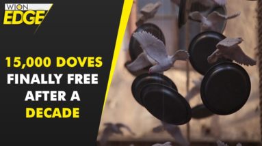 Damascus: 15,000 doves are finally free! | WION EDGE