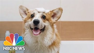 Dog Breed Personality Stereotypes Challenged By New Study