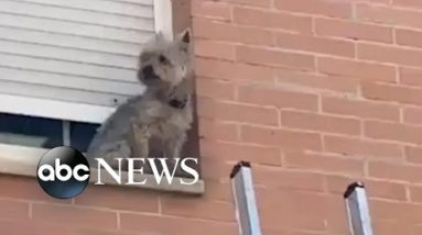 Dog rescued from window ledge by police officer