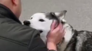 Dog separated from owner in Bucha reunites with him