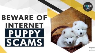 How to avoid puppy scams when bringing a pet home | Tech It Out