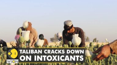 Taliban bans opium cultivation, distribution in Afghanistan in the latest crackdown on intoxicants