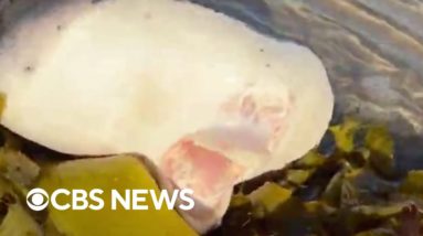 Mysterious sea creature washes ashore in Sydney's Bondi Beach