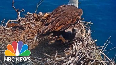 Oops! Scientist To The Rescue After Eaglet Is Kicked Out Of Nest