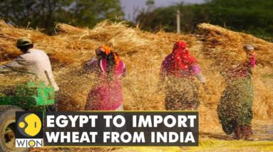 Food Crisis: World's biggest importer Egypt to import Wheat from India | World News | WION