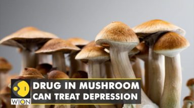 UK scientists say, magic mushrooms have Psychedelics which can treat depression| Latest English News