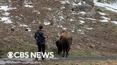 Bison charges at man in Yellowstone National Park after he got too close