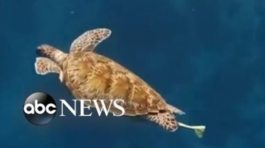 Stunning footage shows tourist swimming alongside sea turtle