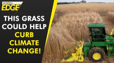 This grass can help battle climate change, researchers claim | WION Edge