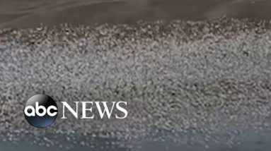 Thousands of snow geese flock over lake