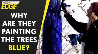 Why are they painting the trees blue? | WION Edge