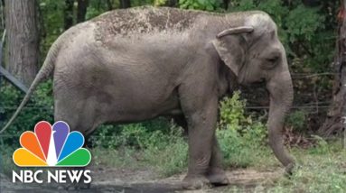 Herd In The High Court: A Bronx Zoo Elephant Is Legally Being Considered As Person