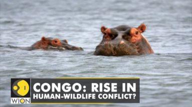 Congo: Rise in Human-Wildlife conflict? At least 7 killed by Hippos since 2019 | English News