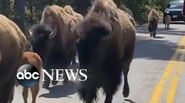 Herd of bison hold up traffic l ABC News