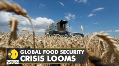 Global food security crisis looms: Russia to free up maritime blockade | World English News | WION