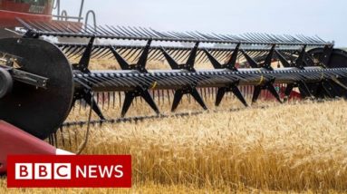 Russian invasion of Ukraine could cause global food crisis, UN warns - BBC News