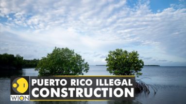 Illegal construction in Puerto Rico threatens Mangrove Forests | WION Climate Tracker | WION