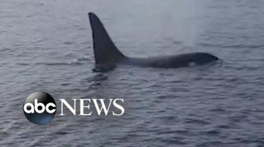 Orca follows fishing boat off coast of Nantucket