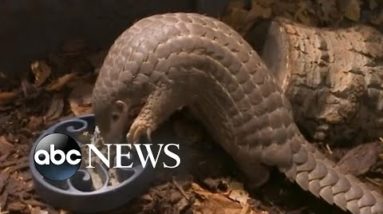 Pangolins introduced at zoo in Prague