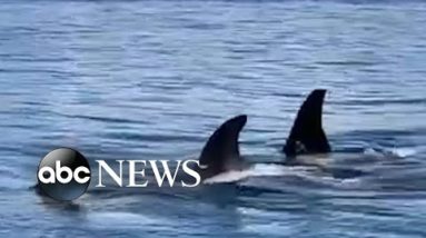 Pod of orcas swims along shore in Washington