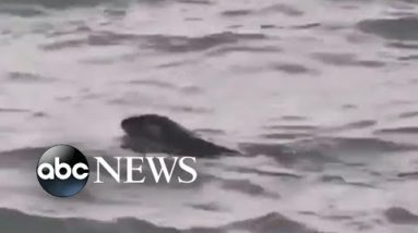 River otter spotted in Detroit River for 1st time in a century