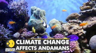 Climate change causes extensive coral bleaching in Andamans | WION Climate Tracker | WION News