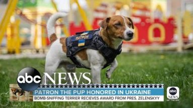 Service dog honored in Ukraine