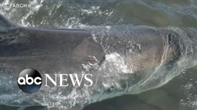 Tracking a half-ton shark