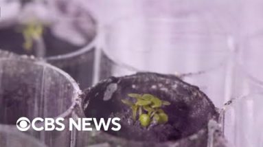 University of Florida scientists grow plants in soil from moon