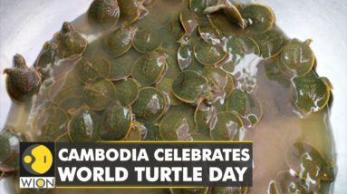 Cambodia celebrates world turtle day: Hundreds of endangered turtles released into the Mekong | WION