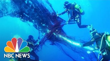 Watch: Divers Complete Dramatic Whale Rescue Off Spanish Coast